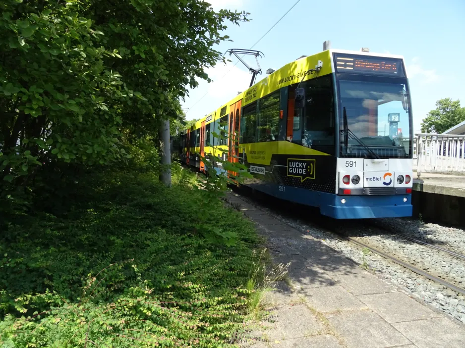 Bielefeld sporvognslinje 3 med ledvogn 591 ved Babenhausen Süd (2024)