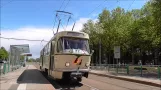Straßenbahn Magdeburg: Historische T4D 1001 als Sonderlinie 77 unterwegs beim Europafest am 15.05.16